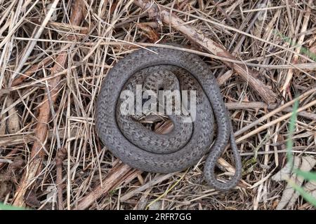 Serpente liscio (Coronella austriaca) che si crogiola sulla brughiera, la specie di rettili più rara della Gran Bretagna, Surrey, Inghilterra, Regno Unito Foto Stock