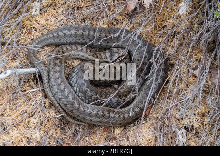 Serpente liscio (Coronella austriaca) che si crogiola sulla brughiera, la specie di rettili più rara della Gran Bretagna, Surrey, Inghilterra, Regno Unito Foto Stock