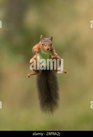 Un'unica ripresa di salto dello scoiattolo rosso (Sciuris vulgaris), che vola nell'aria con zampe e coda spumeggiante allungata. Sfondo chiaro Yorkshire, Regno Unito Foto Stock