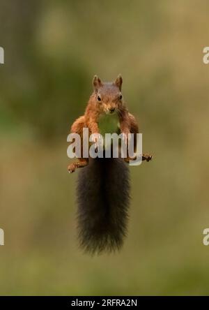 Un'unica ripresa di salto dello scoiattolo rosso (Sciuris vulgaris), che vola nell'aria con zampe e coda spumeggiante allungata. Sfondo chiaro Yorkshire, Regno Unito Foto Stock