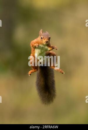 Un'unica ripresa di salto dello scoiattolo rosso (Sciuris vulgaris), che vola nell'aria con zampe e coda spumeggiante allungata. Sfondo chiaro Yorkshire, Regno Unito Foto Stock