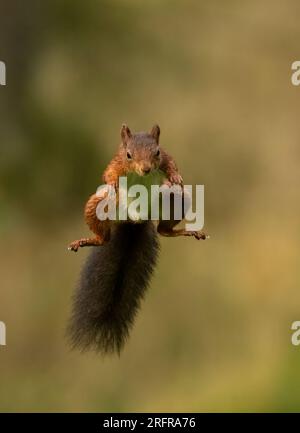 Un'unica ripresa di salto dello scoiattolo rosso (Sciuris vulgaris), che vola nell'aria con zampe e coda spumeggiante allungata. Sfondo chiaro Yorkshire, Regno Unito Foto Stock