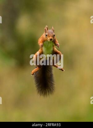 Un'unica ripresa di salto dello scoiattolo rosso (Sciuris vulgaris), che vola nell'aria con zampe e coda spumeggiante allungata. Sfondo chiaro Yorkshire, Regno Unito Foto Stock