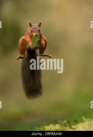 Un'unica ripresa di salto dello scoiattolo rosso (Sciuris vulgaris), che vola nell'aria con zampe e coda spumeggiante allungata. Sfondo chiaro Yorkshire, Regno Unito Foto Stock