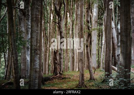 Un'antica foresta di faggi nel Parco Nazionale di Jasmund. Foto Stock