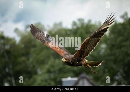 Un Hawk di Harris in volo. Foto Stock
