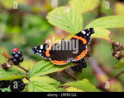 La farfalla dell'ammiraglio rosso, Vanessa atalanta, si crogiola con le ali allungate in una siepe britannica Foto Stock