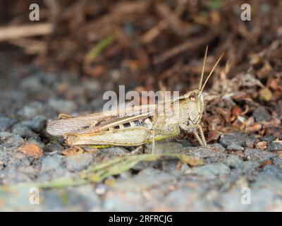 Vista laterale di una casseruola comune per adulti, Chorthippus brunneus, con ali ripiegate Foto Stock