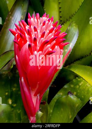 Billbergia pyramidalis fiore, bromeliade, coltivato, Malanda, Australia. Foto Stock