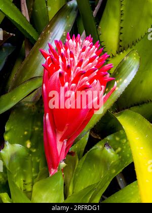 Billbergia pyramidalis fiore, bromeliade, coltivato, Malanda, Australia. Foto Stock