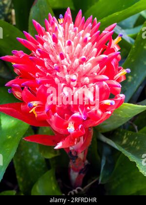 Billbergia pyramidalis fiore, bromeliade, coltivato, Malanda, Australia. Foto Stock