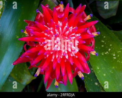 Billbergia pyramidalis fiore, bromeliade, coltivato, Malanda, Australia. Foto Stock