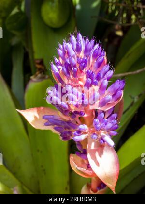 Portea Alatisepala, bromeliade, spray floreale, gemme, coltivate, Malanda, Australia. Foto Stock
