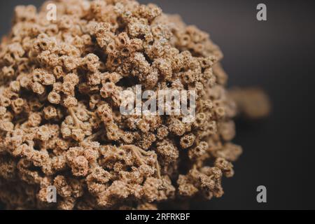 Dettagli ravvicinati del fiore secco della stella alpina o del fiore di montagna Eontopodium alpinum e Leontopodium nivale Foto Stock