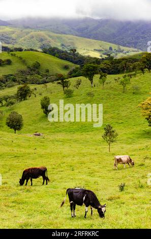 ranchland Costa Rica Foto Stock