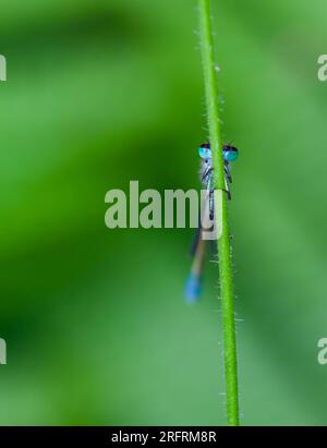 Frontalino con vista su Un Damselfly dalla coda blu, Ischnura elegans, che si tiene su Uno stelo d'erba, New Forest UK Foto Stock