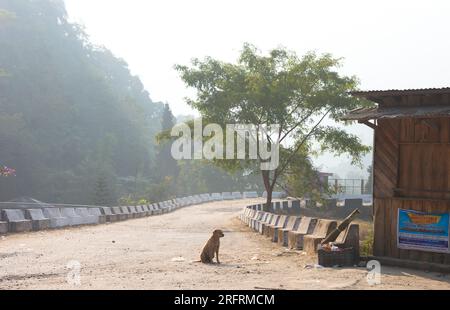 Un cane di strada seduto nel mezzo di una strada vuota contro la foresta di montagna. Foto Stock