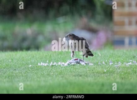 Una Sparrowhawk femmina, con la sua cattura di un piccione. Godendosi il pasto con una piuma bloccata nel becco. Suffolk, Regno Unito Foto Stock