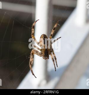 Il ragno peloso marrone Zoropsis spinimana, assomiglia a un ragno di lupo, trovato sul balcone della casa in Croazia, nel Mediterraneo Foto Stock