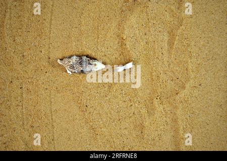 Un anello di nozze perso trovato vicino a una conchiglia sulla spiaggia ricoperta di sabbia Foto Stock