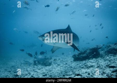 Uno squalo tigre - Galeocerdo cuvier nuota sulla barriera corallina nelle acque delle isole meridionali delle Maldive. Presa sull'isola di Fuvahmulah Foto Stock