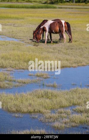 Pony iconici nel Chincoteague National Wildlife Refuge Foto Stock