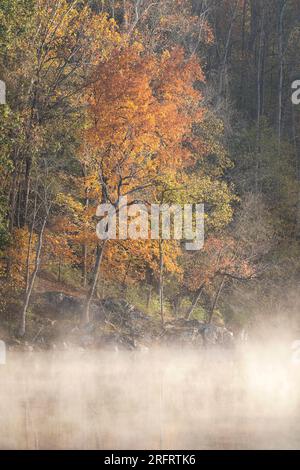 Misty autunno mattina lungo la sezione Widewater del C&o Canal, Great Falls National Park, Maryland Foto Stock