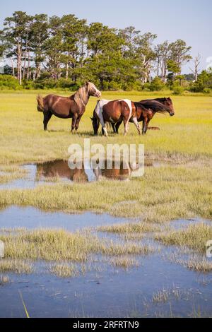 Pony iconici nel Chincoteague National Wildlife Refuge Foto Stock