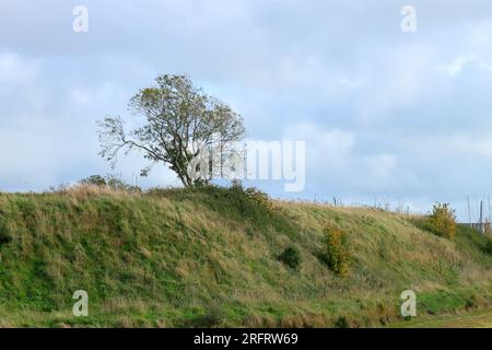 Frassino isolato in piedi su una collina, all'interno di un telaio verticale. Collina verde, cielo blu con nuvole. Foto Stock