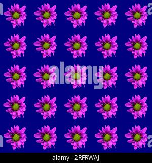 Teste rosa per fiori di crisantemo con griglia 5x5. Venticinque fiori su sfondo blu marino. Foto Stock