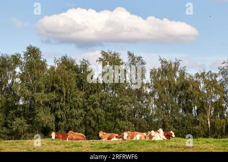 Amburgo, Germania. 5 agosto 2023. Le mucche giacciono in un pascolo nel Niendorfer Gehege sotto un cielo blu con nuvole singole. Crediti: Georg Wendt/dpa/Alamy Live News Foto Stock