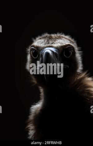 Un ritratto ravvicinato di un avvoltoio griffone eurasiatico (Gyps fulvus ) che guarda nella fotocamera, sfondo nero, minimo, spazio di copia, spazio negativo Foto Stock