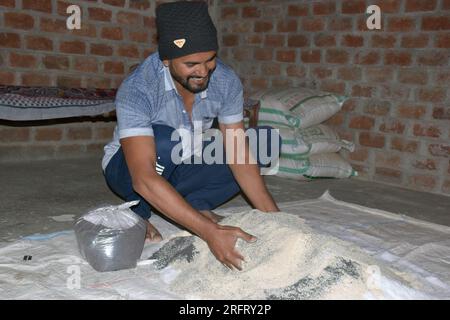 09-12-2021 Indore, Madhya Pradesh, India. Agricoltore indiano che mescola diversi elementi fertilizzanti nel letame, a casa. messa a fuoco selettiva Foto Stock