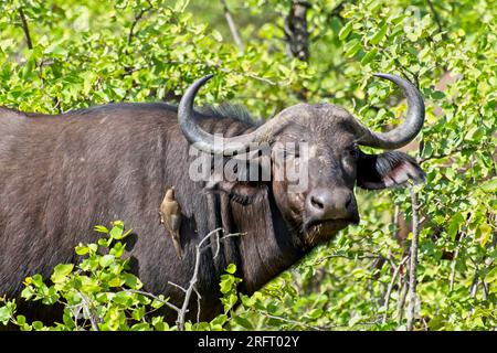 Bufalo africano nel cespuglio verde con pecker di bue giallo alla ricerca di zecche Foto Stock