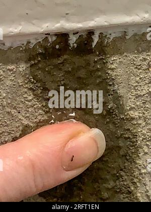 Infiltrazioni d'acqua sul muro di nuova costruzione all'interno. Foto di alta qualità Foto Stock