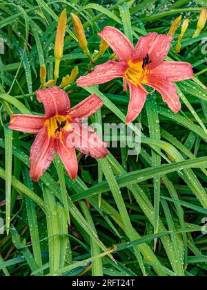 Le gocce di pioggia coprono i fiori e le foglie del giorno, il Suburban Garden, Will County, Illinois Foto Stock