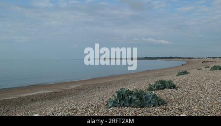 Vista della baia di Aldwick con la pianta perenne commestibile autoctona Crambe maritima o cavolo marino che cresce in ciottoli e ghiaia sulla spiaggia. Foto Stock