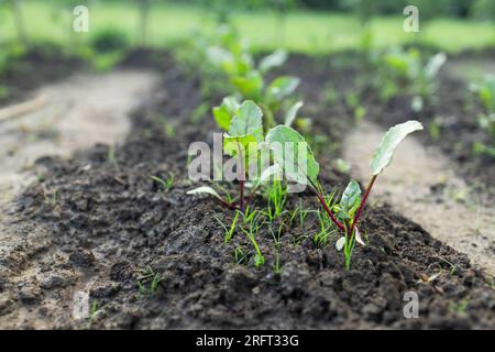 Verde giovane barbabietole piani su un percorso nel giardino vegetale Foto Stock