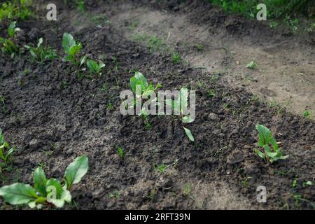 Verde giovane barbabietole piani su un percorso nel giardino vegetale Foto Stock