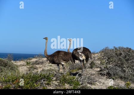 Primo piano di due struzzi selvaggi che si godono la spiaggia vicino al Capo di buona speranza in Sud Africa. Foto Stock