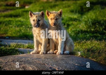 Cuccioli di husky sleddog groenlandese a Rodebay, villaggio di Kitaa, Groenlandia Foto Stock