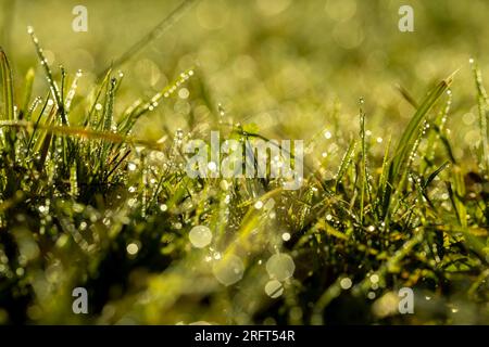 Varietà di grano invernale coperta da gocce di rugiada dopo gelo, grano fresco verde in campo in autunno Foto Stock