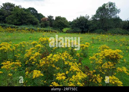 Ragwort (Jacobaea vulgaris) nei campi vicino a Tregarth nel Galles del Nord. La pianta può essere dannosa per il bestiame. Foto Stock
