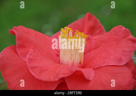 Bellissima camelia florida, fiore di japonica nel giardino, primo piano. Rosa rosa tenue invernale. Foto Stock