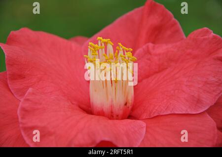 Bellissima camelia florida, fiore di japonica nel giardino, primo piano. Rosa rosa tenue invernale. Foto Stock