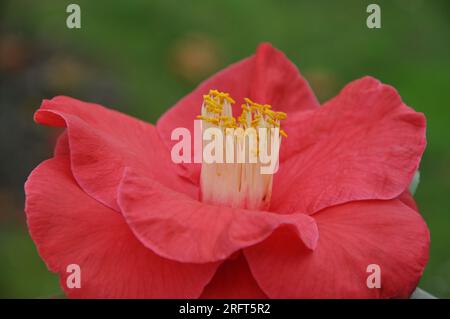 Bellissima camelia florida, fiore di japonica nel giardino, primo piano. Rosa rosa tenue invernale. Foto Stock