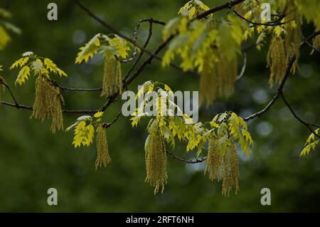 Primo piano dei rami di quercia rossa fioriti con gattini e giovani foglie nel parco, Sofia, Bulgaria Foto Stock