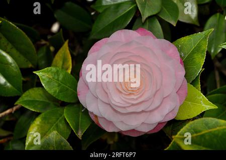 La Camellia Debutante japonica, una doppia fioritura rosa. Foto Stock