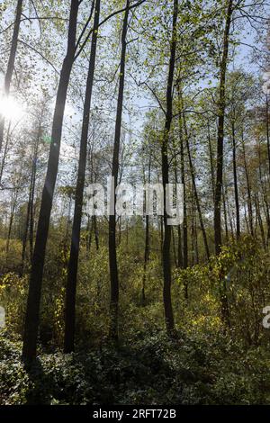 Alberi con fogliame che cadono in autunno, vari alberi decidui con fogliame che cadono dai rami al suolo per il tempo ventoso in autunno Foto Stock