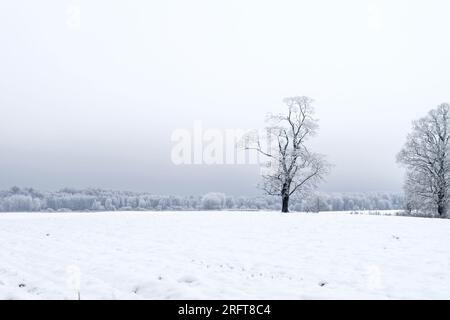 Alberi ricoperti di neve. Paesaggio invernale nella foresta. Neve sui rami e sulla strada. Foto Stock